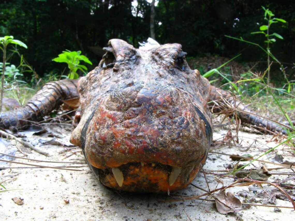 Crocodile jaune du Gabon